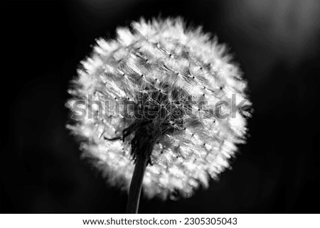 Dandelion flower (Taraxacum officinale) with spherical seed head or parachute ball backlit by low sun. Macro close up of weed herb plant in Germany. Black and white greyscale with high contrast.