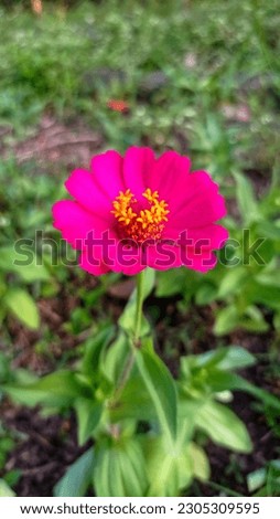 The sheet flower (zinnia elegans) is a brightly colored flower, durable as well as edible. Used to make decorative plants in the yard. 