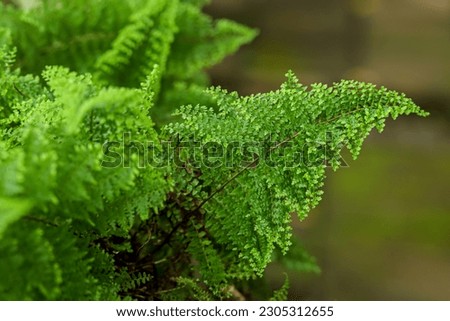 Fern Picture, Macro Photography of Fern, Green Background, Fresh green tropical foliage. 
