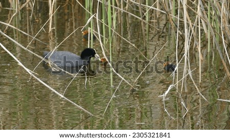Family of mother Eurasian common coot Fulica atra with colorful and fluffy red and and vibrant chicks and an adult in a pond in La Sauge Nature Reserve in Fanel in Switzerland
