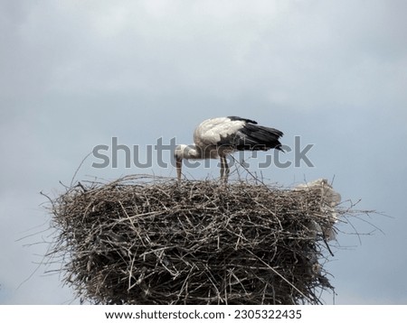 A white stork with a red beak stands on two legs in profile, looking out with one eye into a large nest made of tree branches, against a blue sky. The town of Shaumyan, Armenia.