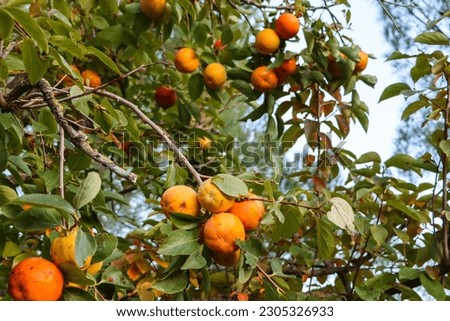 Persimmon Fruit Tree Orange Vineyard Italy