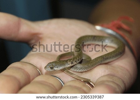Snakes are elongated, limbless, carnivorous reptiles of the suborder Serpentes. Like all other squamates, snakes are ectothermic. Royalty-Free Stock Photo #2305339387