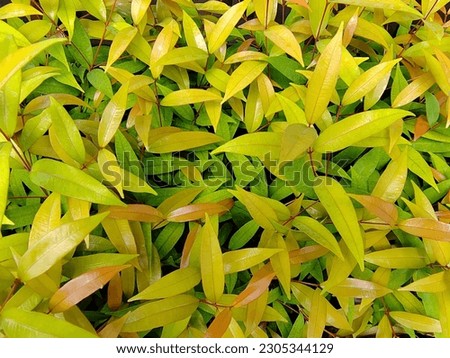 Fresh bright green leaves texture for background