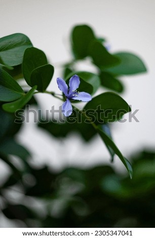 Blue flower of "tree of life" that is also scientifically known as guaicum officinale.
