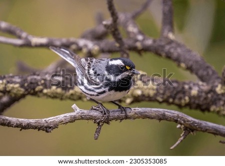 A beautiful adult male Black-throated Gray Warbler perches on a weathered branch in a wilderness area of the Colorado Rocky Mountains. Royalty-Free Stock Photo #2305353085