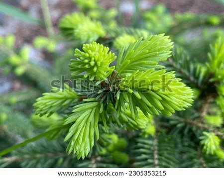 young fresh sprig spruce close-up