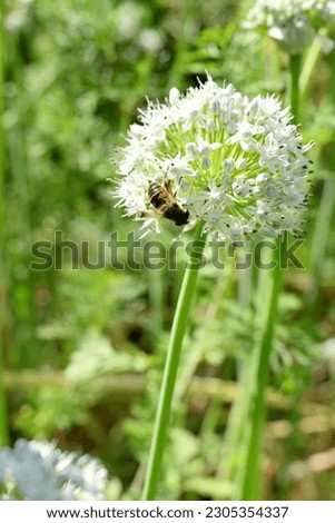 closeup the brown black honey bee hold on onion white flower with plants and leaves in the farm soft focus natural green brown background.