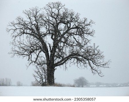 old and worn tree in snow valley