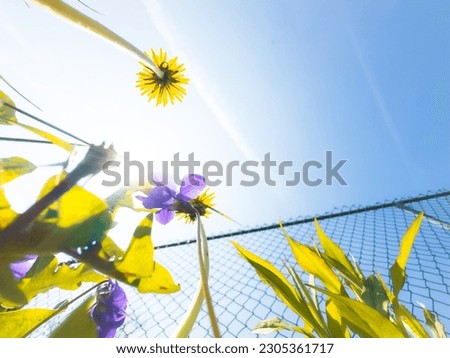 Sunny spring, summer weather. Blue sky against yellow dandelions in the green grass. View of dandelions from the bottom up There is free space or space. Good mood. Bright and sunny background.