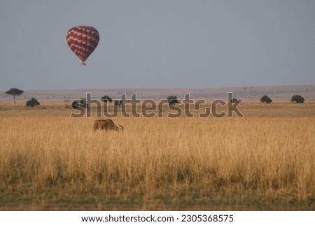 Topi walking in the grasslands of Masai mara with safari balloon in the background 