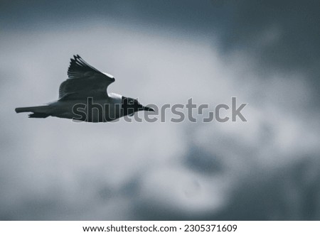 Bird in flight with wings open