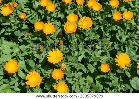 Orange yellow marigold flowers, medicinal plants grown in the garden, natural floral background