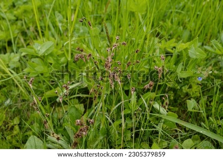 Narrow focus closeup on a flowering field wood-rush grass, Good Friday grass or sweep's brush, Luzula campestris in a meadow.