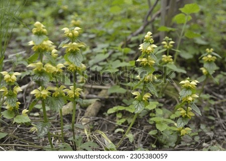 Flowering Yellow archangel plant or Lamium galeobdolon argentatum.In spring, yellow deaf nettle Lamium galeobdolon blooms in the forest.