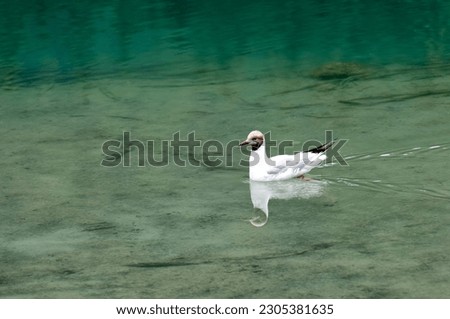 White duck with red beak swimming in Anterselva lake with reflections of the sky , south tyrol, italy