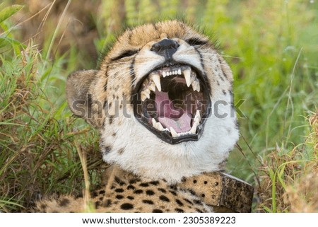 Portrait of yawning cheetah - Acinonyx jubatus with green grass in background. Photo from Kruger National Park in South Africa.