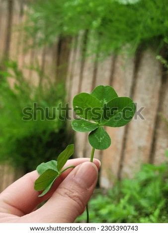 a hand with five leaf clover 