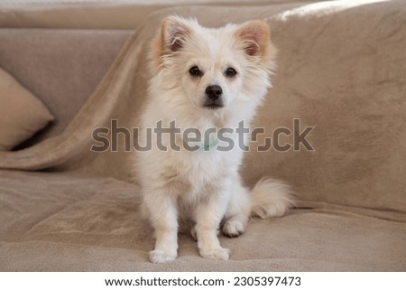 Beautiful young spitz posing on the sofa like a star