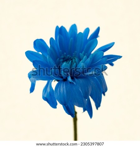  blue chrysanthemum grows on a white background                              