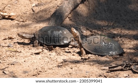 Two turtles on the ground, one of which is a turtle.