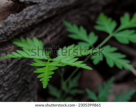 A fern (Polypodiopsida or Polypodiophyta) is a member of a group of vascular plants (plants with xylem and phloem) that reproduce via spores and have neither seeds nor flowers. Royalty-Free Stock Photo #2305399861