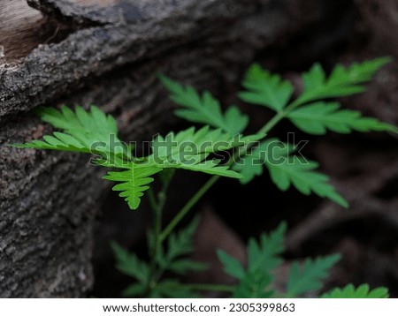 A fern (Polypodiopsida or Polypodiophyta) is a member of a group of vascular plants (plants with xylem and phloem) that reproduce via spores and have neither seeds nor flowers. Royalty-Free Stock Photo #2305399863