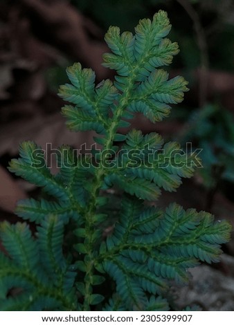 A fern (Polypodiopsida or Polypodiophyta) is a member of a group of vascular plants (plants with xylem and phloem) that reproduce via spores and have neither seeds nor flowers. Royalty-Free Stock Photo #2305399907