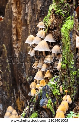 A group of small brown mushrooms growing on the tree bark