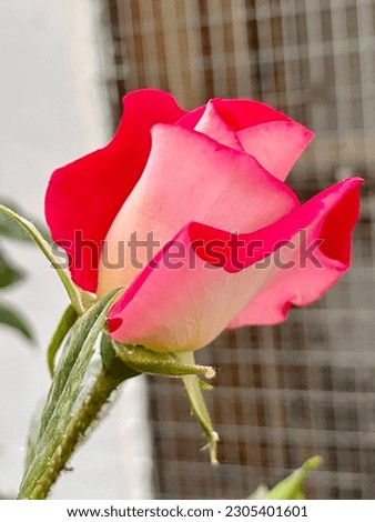 Picture of a beautiful red rose flower