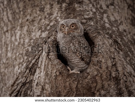 Eastern Screech Owlet in Florida 