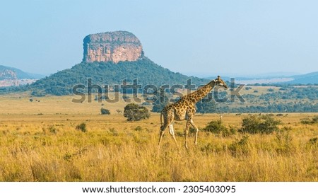 Giraffe (Giraffa Camelopardalis) panorama in African Savannah with a butte geological formation, Entabeni Safari Reserve, Limpopo Province, South Africa.