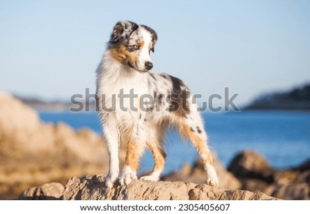 Marbled Australian Shepherd in the stones on the sea Royalty-Free Stock Photo #2305405607