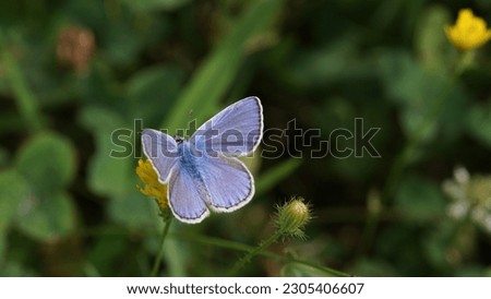 Unveiling the Enigmatic Beauty of Polyommatus Icarus: The Common Blue Butterfly. Summer shots