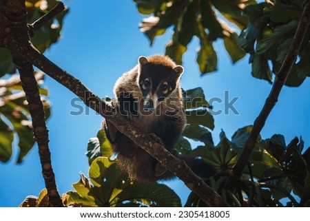 White-nosed Coati, Nasua narica, green grass habitat National Park Manuel Antonio, Costa Rica. Animal in the forest. Mammal in the nature .Animal from tropical Costa Rica. Very long tail. Royalty-Free Stock Photo #2305418005