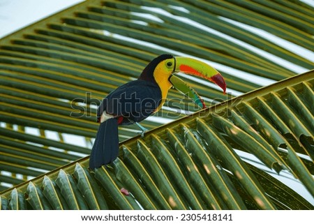 Keel-billed Toucan, Ramphastos sulfuratus, bird with big bill. Toucan sitting on the branch in the forest, green vegetation, Costa Rica. Nature travel in central America. Royalty-Free Stock Photo #2305418141