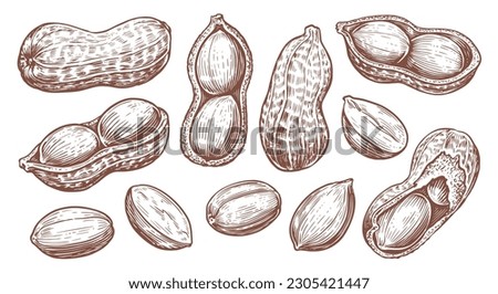 Peanut set isolated. Groundnuts sketch vector illustration. Hand drawn nuts in vintage engraving style Royalty-Free Stock Photo #2305421447