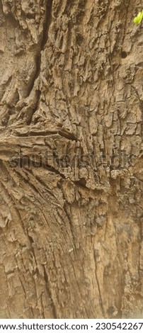 Photo of a beautiful wood texture for the background and wallpaper smartphone