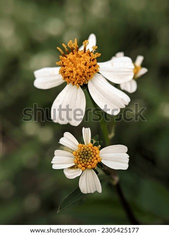 Bidens alba, which belongs to the family Asteraceae, is most commonly known as shepherd's needles, beggarticks, Spanish needles, or butterfly needles.