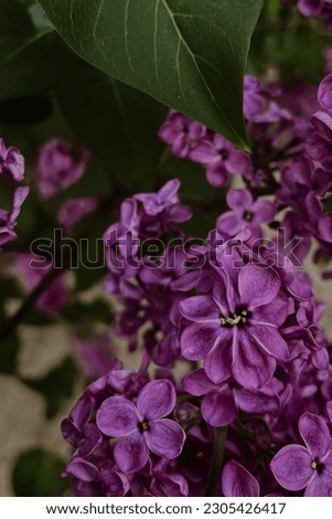 Purple lilac flower with nine petals for good luck. Very rare inflorescence. Lilac flowers background. Syringa Vulgaris Royalty-Free Stock Photo #2305426417