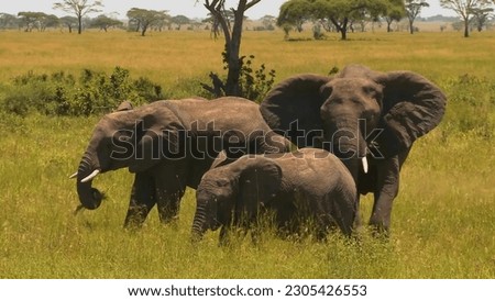 A herd of elephants are standing in a field with trees in the background.