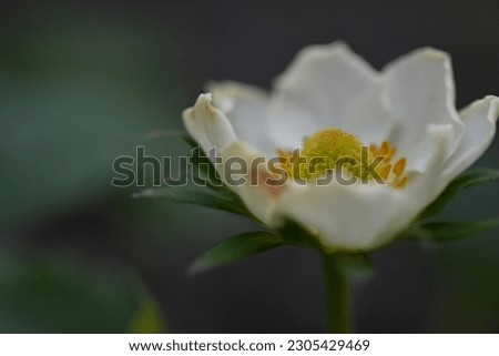 White strawberry flowers with green leaves, strawberries bloom in spring, white strawberry flowers close up, green strawberry leaves close up, young spring greenery