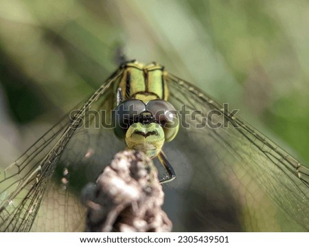 Beautiful green dragonfly (Anisoptera) in the garden