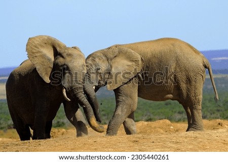 Two elephants playfully nudge each other Royalty-Free Stock Photo #2305440261