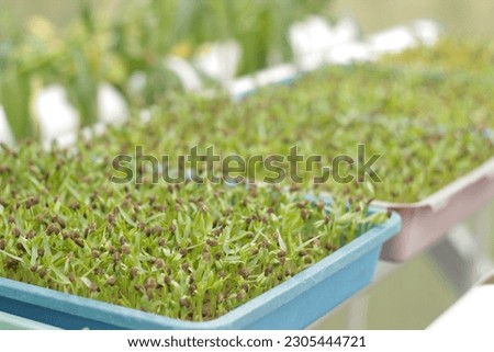 Selective Close-up of green seedling.Green salad growing from seed.Young vegetable have planted in plastic trays were ready to the market