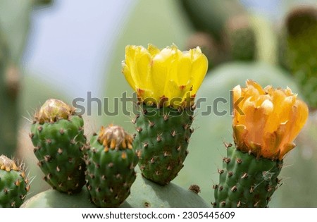 Cactus flowers, El Hierro island, Canary. Royalty-Free Stock Photo #2305445609