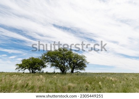 Trees in La Pampa, Argentina, planted field. No people, daytime, sky with clouds.