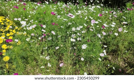 on a sunny day the Cosmos bipinnatus flower blooms in the garden with very pretty colors Royalty-Free Stock Photo #2305450299