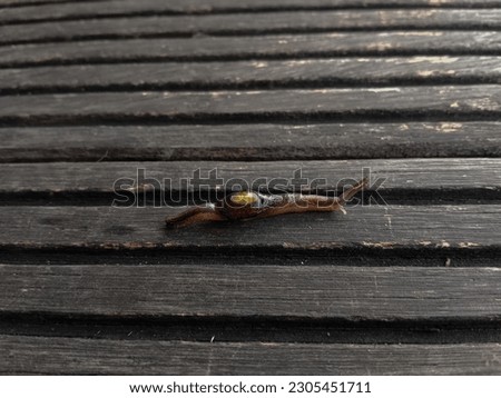 The Hemphillia dromedarius, common name the dromedary jumping-slug, is a species of air-breathing land slugs, terrestrial pulmonate gastropod mollusks in the family Arionidae, the roundback slugs Royalty-Free Stock Photo #2305451711
