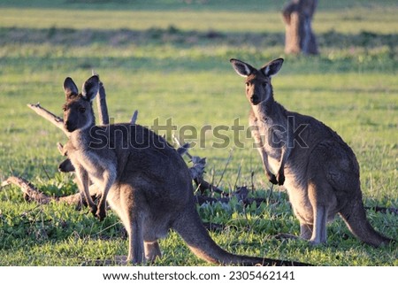 Close up of kangaroo pair in late afternoon light.